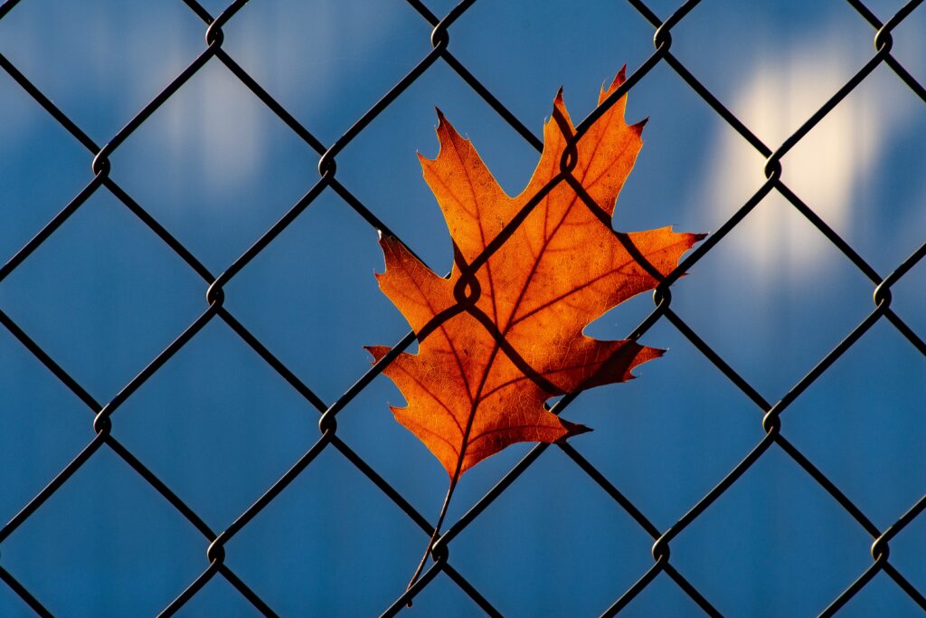 Figure 1 Photograph by Brett Sayles: https://www.pexels.com/photo/orange-leaf-on-chainlink-fence-1550131/ CCO.
